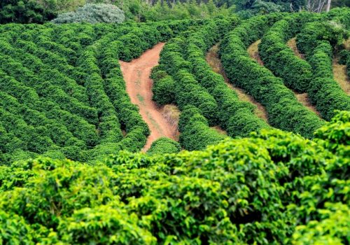 Brasil , Minas Gerais, Cerrado